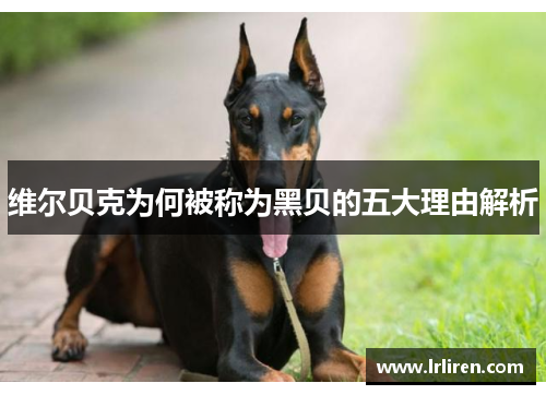 维尔贝克为何被称为黑贝的五大理由解析